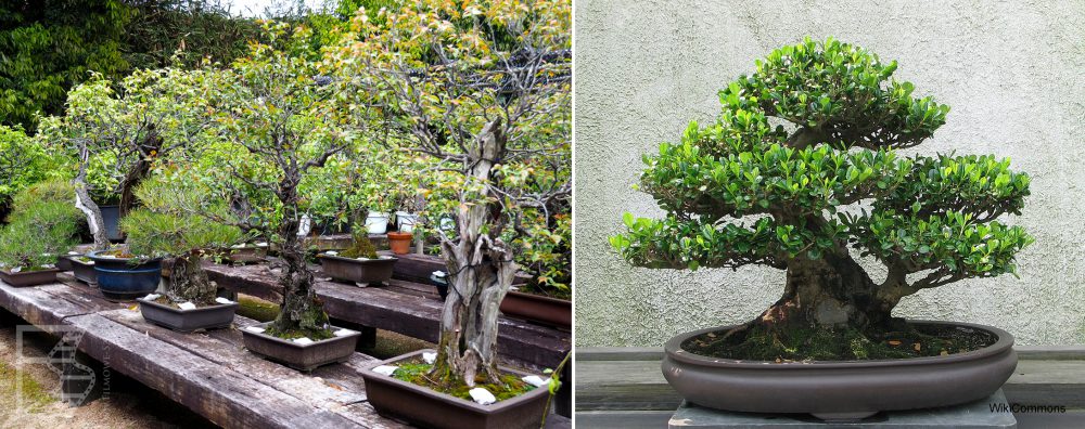 Bonsai - sposób na japońską zieleń we wnętrzach